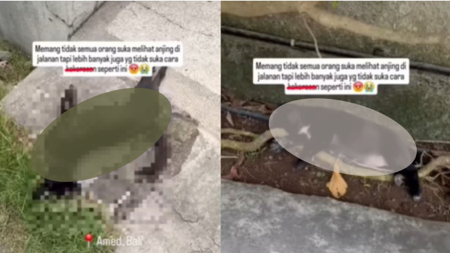 Viral Resort di Bali Dihujani Review Bintang 1 Google Gara-Gara Bunuh Anjing Liar